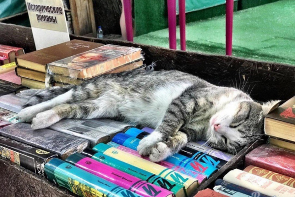 Обращение к петербуржцам