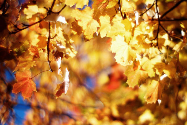 «Осенняя пора»